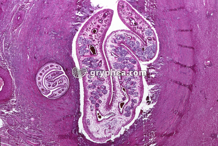 Grande Douve du foie x3 - gryphea.com